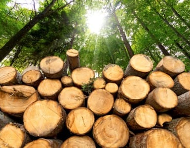 Avstrijska_lesna_industrija_ostaja_stabilna_kljub_sibkemu_gospodarstvu
